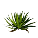 Aloe Leaves