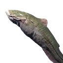 Catfish