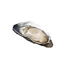 Cooked Oyster