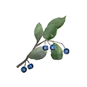 Desert Berries