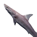 Dogfish